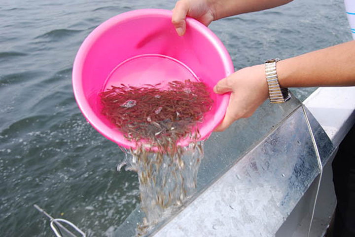 On 6 August, YICT, Yantian Port Group, Yantian Port Holdings and Shenzhen Agriculture and Fishery Bureau jointly released seven million fingerlings into Dapeng Bay in eastern Shenzhen. The event, the third of its kind held at Yantian Port, was a major step to preserve the fish species and the aquatic environment.