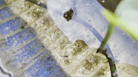 13.gif